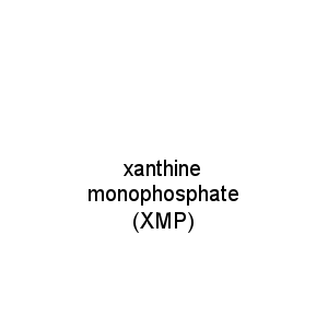 xanthine monophosphate (XMP)